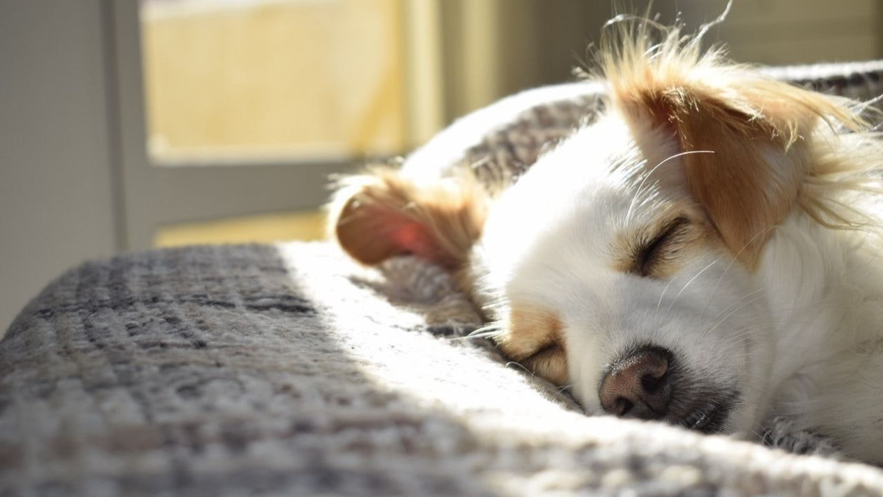 A dog sleeping calmly in the sun