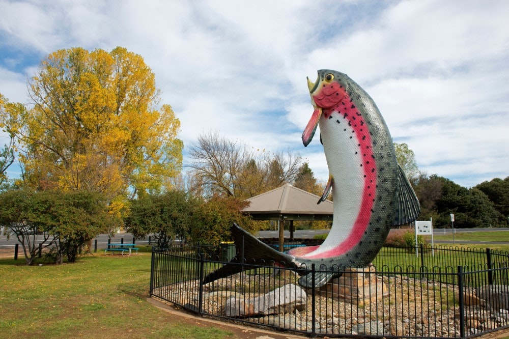 The Big Trout
