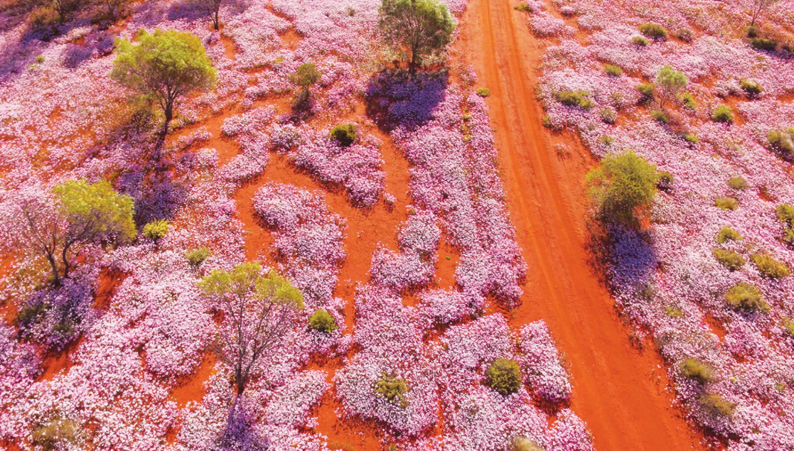 Perth Australia Spring Best Spring Experiences in Australia