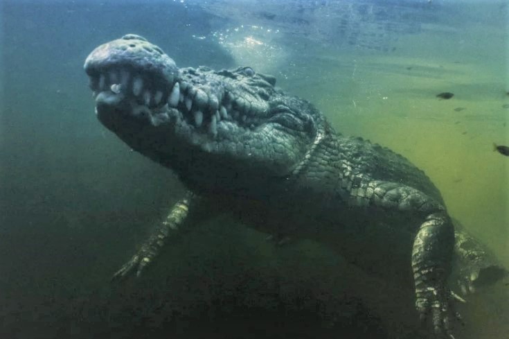 Documentary puts Australia's Wild Top End on show