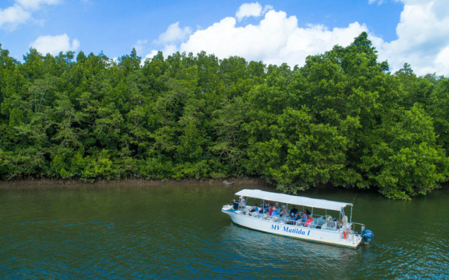 australian-road-trip-Daintree-Rainforest-Cape-Tribulation-and-Bloomfield-Track-Tour