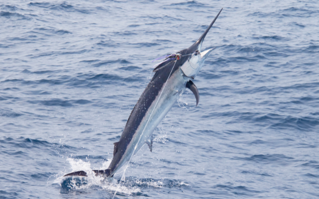 best-fishing-spots-in-australia
