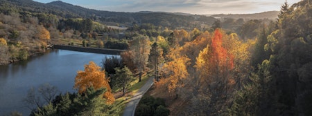 autumn foliage golden valley tree park bunbury