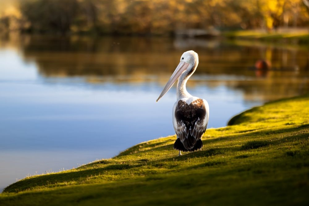 Pelican at Renmark Riverfront