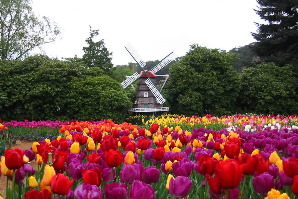 Discover Australia in Full Bloom This Spring - Wildflowers, Tulips & More