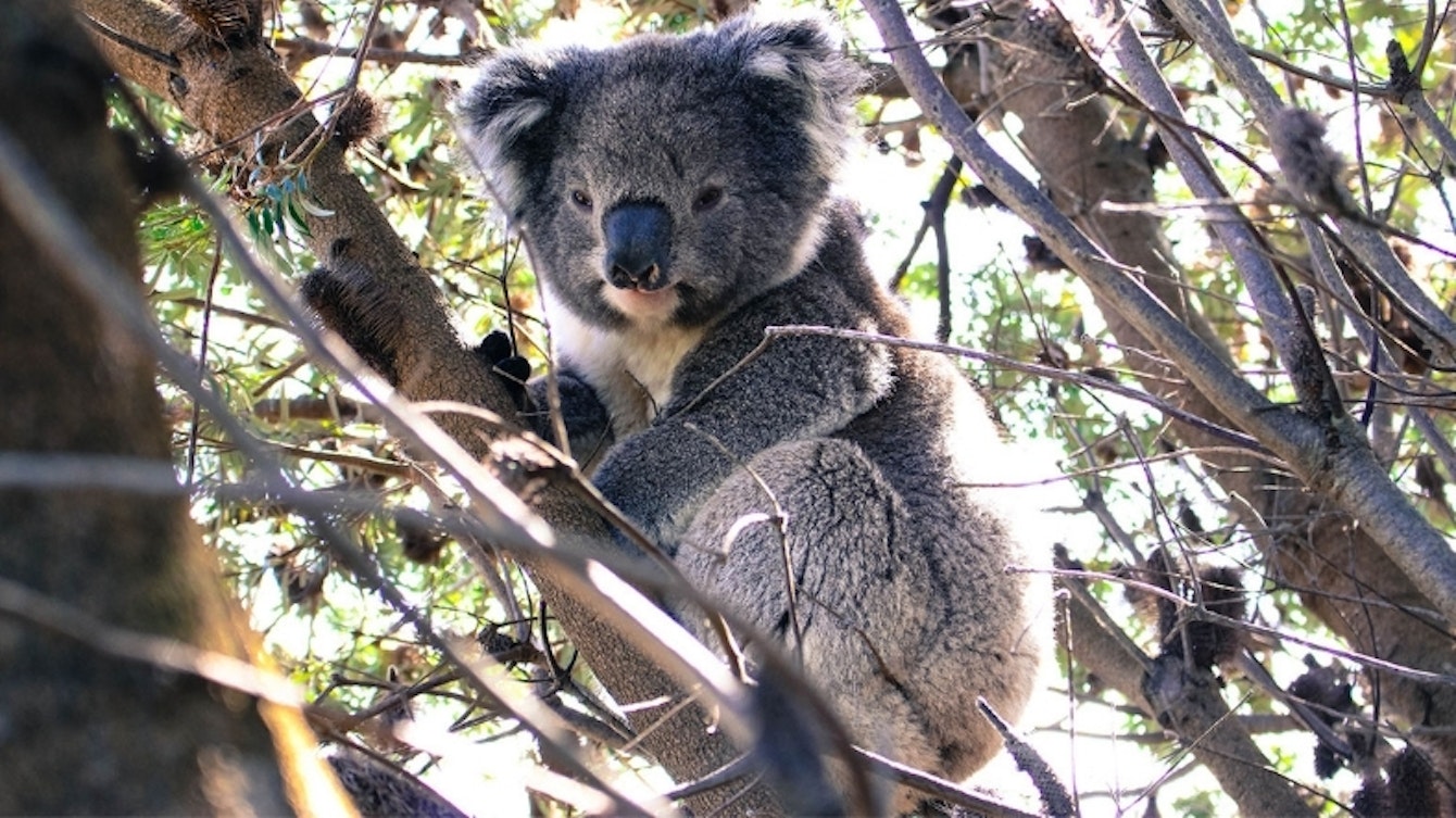 10 Famous Australian Animals and Where to See Them