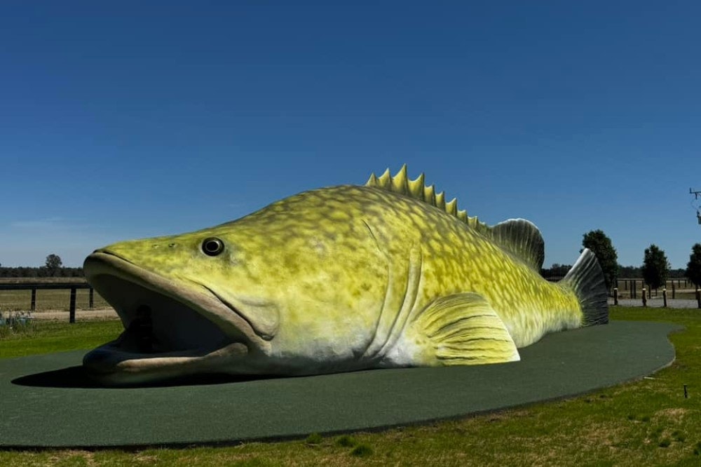 Big Murray Cod