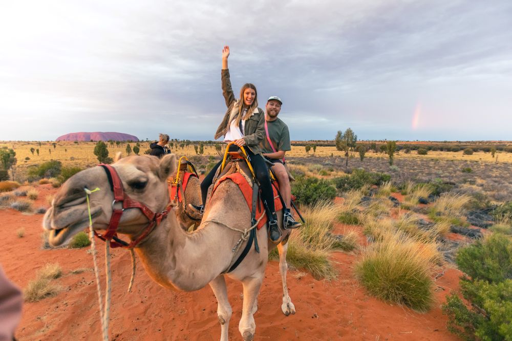 Camel rides in Uluru