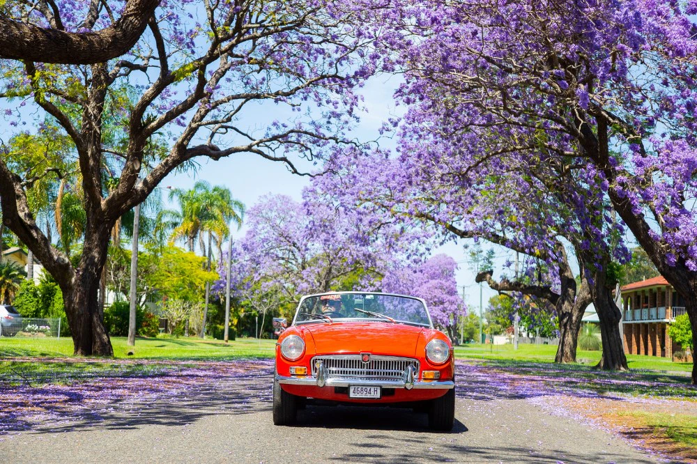 Discover Australia in Full Bloom This Spring - Wildflowers, Tulips & More