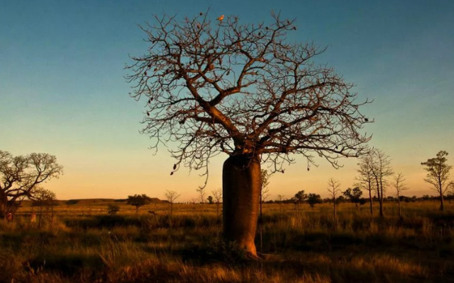 australias-must-do-road-trips